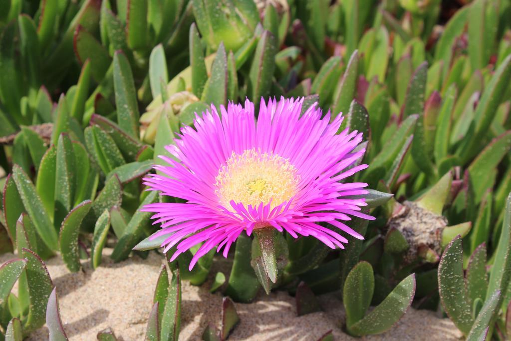 Terra da Eira - Western Algarve mit Glasfaser Fibra Vila do Bispo Exterior foto